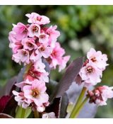 Bergenia ´Dragonfly Sakura´®