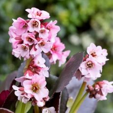 Bergenia ´Dragonfly Sakura´®