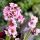 Bergenia ´Dragonfly Sakura´®