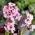 Bergenia ´Dragonfly Sakura´®