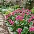 Bergenia ´Dragonfly Sakura´®