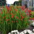 Crocosmia ´Lucifer´