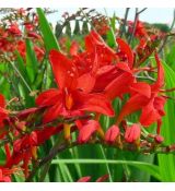 Crocosmia ´Lucifer´