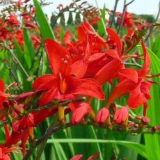 Crocosmia ´Lucifer´