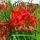 Crocosmia ´Lucifer´