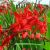 Crocosmia ´Lucifer´