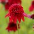 Echinacea purp.´Eccentric´Ⓡ