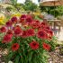 Echinacea purp.´Eccentric´Ⓡ