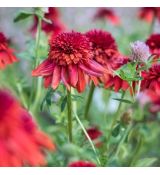 Echinacea purp.´Eccentric´Ⓡ