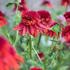 Echinacea purp.´Eccentric´Ⓡ