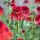 Echinacea purp.´Eccentric´Ⓡ