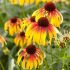 Echinacea purp. ´Parrot´®