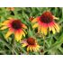 Echinacea purp. ´Parrot´®