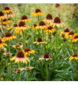 Echinacea purp. ´Parrot´®