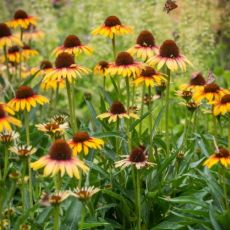 Echinacea purp. ´Parrot´®