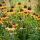Echinacea purp. ´Parrot´®