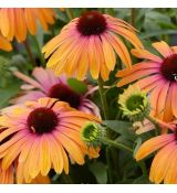 Echinacea purp. ´Rainbow Marcella´®
