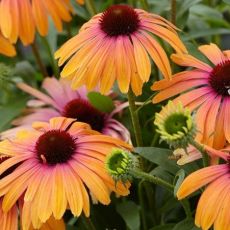 Echinacea purp. ´Rainbow Marcella´®