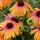 Echinacea purp. ´Rainbow Marcella´®