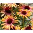 Echinacea purp. ´Rainbow Marcella´®