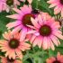 Echinacea purp. ´Rainbow Marcella´®