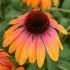 Echinacea purp. ´Rainbow Marcella´®