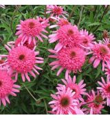 Echinacea purp. ´Southern Belle´®