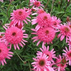 Echinacea purp. ´Southern Belle´®