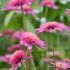 Echinacea purp. ´Southern Belle´®