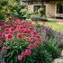 Echinacea purp. ´Southern Belle´®