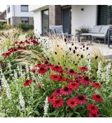 Echinacea purp.´SunMagic Vintage Red´ Ⓡ
