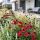 Echinacea purp.´SunMagic Vintage Red´ Ⓡ