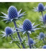 Eryngium planum ´Pen Blue´