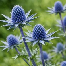 Eryngium planum ´Pen Blue´