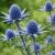 Eryngium planum ´Pen Blue´