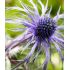 Eryngium planum ´Pen Blue´