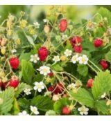 Fragaria vesca ´Alexandria´