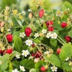Fragaria vesca ´Alexandria´