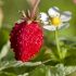 Fragaria vesca ´Alexandria´