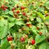 Fragaria vesca ´Alexandria´