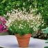 Gaura lindheimeri ´White Dove´®