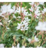 Gaura lindheimeri ´White Dove´®