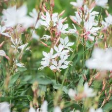 Gaura lindheimeri ´White Dove´®