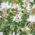 Gaura lindheimeri ´White Dove´®