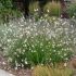Gaura lindheimeri ´White Dove´®