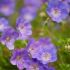 Geranium macrorhizum ´Rozanne´®