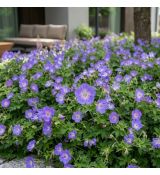 Geranium macrorhizum ´Rozanne´®