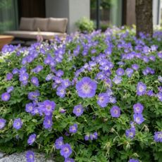 Geranium macrorhizum ´Rozanne´®