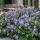 Geranium macrorhizum ´Rozanne´®