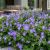 Geranium macrorhizum ´Rozanne´®